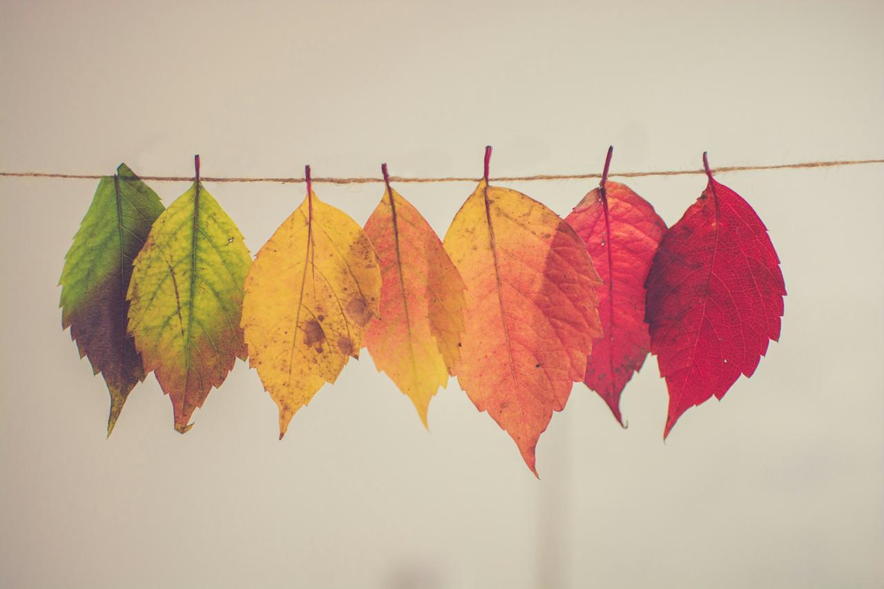 Une photo des feuilles sur un fil